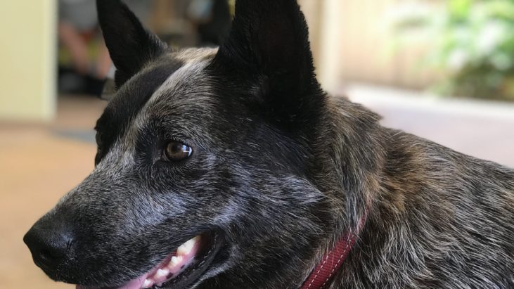 Leroy, 3yrs old, Blue Cattle Dog X, Male, Forster NSW