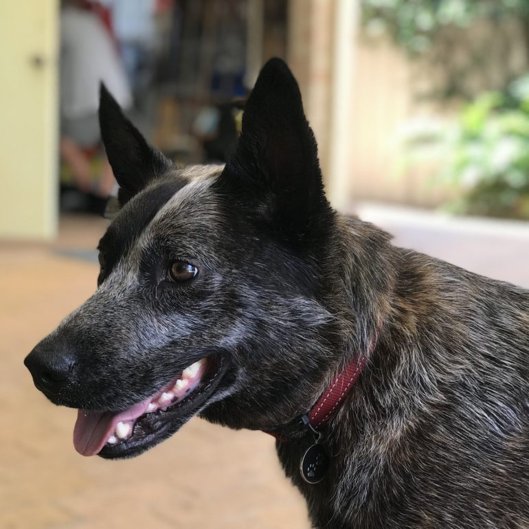 Leroy, 3yrs old, Blue Cattle Dog X, Male, Forster NSW