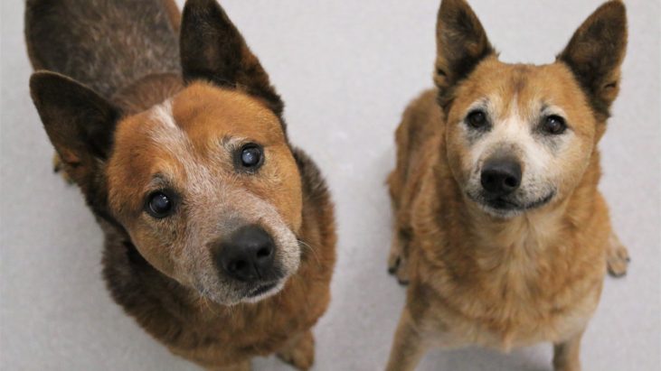 Sal & Tex, Older bonded pair, Red cattle dogs, Nowra NSW