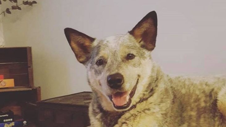 Tucker, Blue Heeler, MN, 4 yrs old, VIC