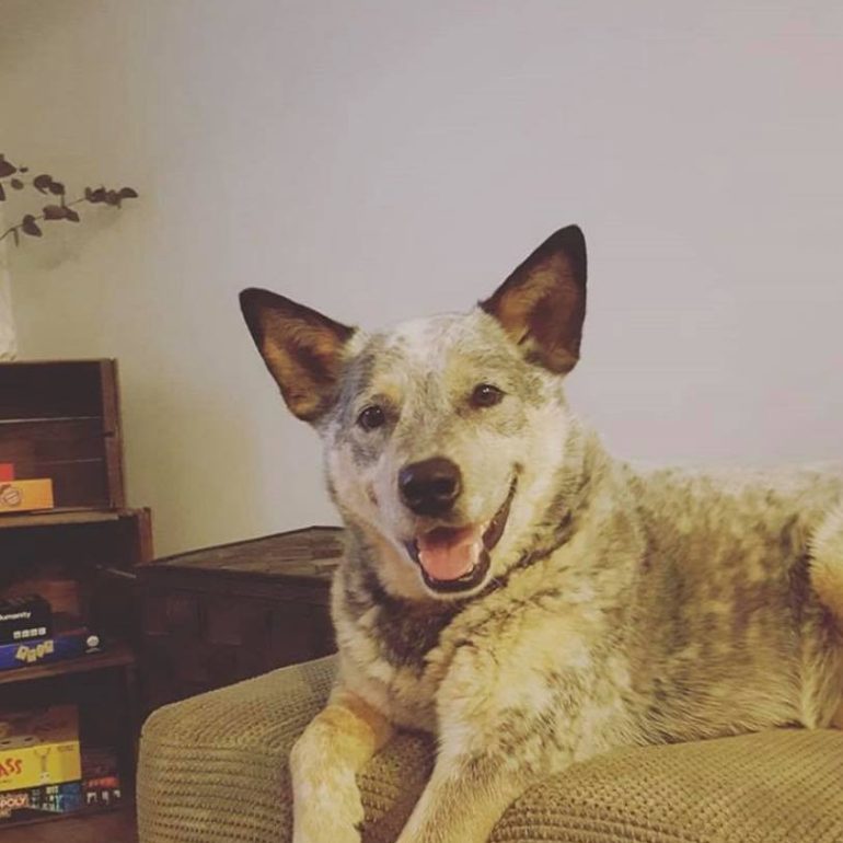 Tucker, Blue Heeler, MN, 4 yrs old, VIC