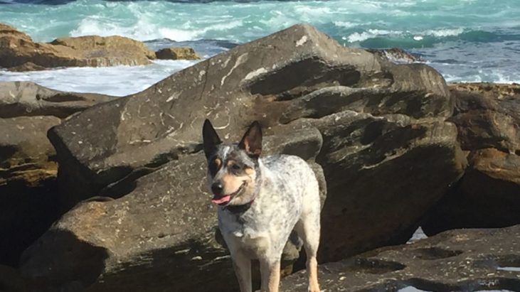 Zuby, Cattle dog x Kelpie, Blue, FN, 3 years old, Sydney