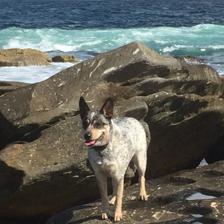 Zuby, Cattle dog x Kelpie, Blue, FN, 3 years old, Sydney