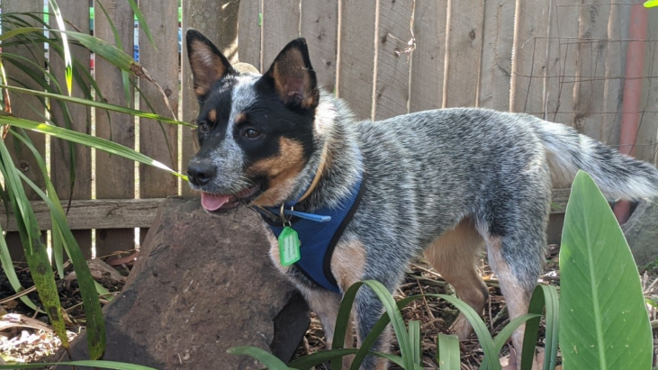 ADOPTED “Billie Jean”  Young female Blue ACD. Wollongong area NSW