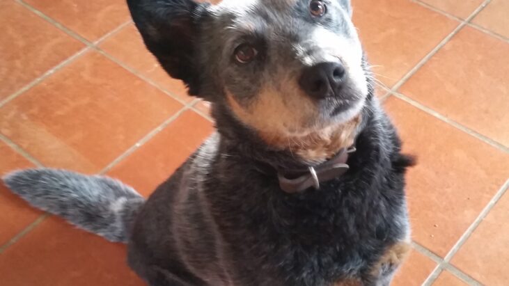 ADOPTED – Sophie, blue female ACD, 5 years old, Canberra Region