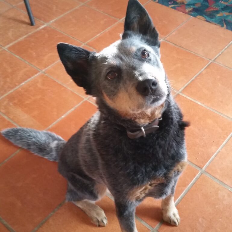 ADOPTED – Sophie, blue female ACD, 5 years old, Canberra Region