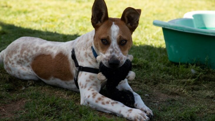 Leo, Cattle Dog X Jack Russell, Kemps Creek NSW