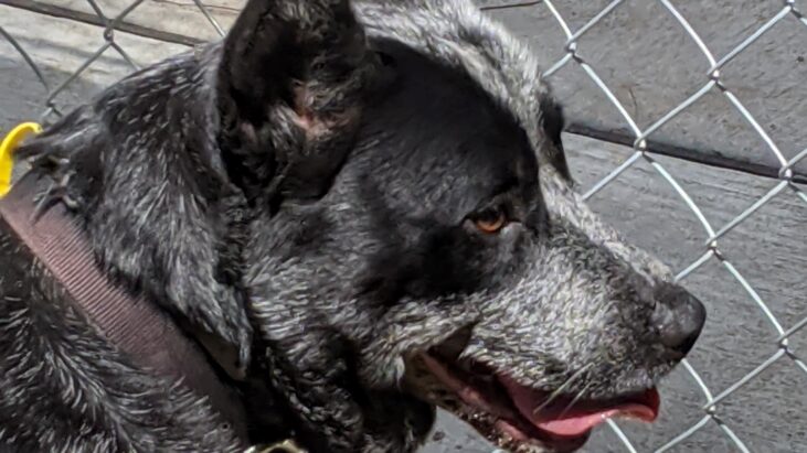 **ADOPTED** Bruh – Australian Stumpy Tail Cattle Dog – Stunning Blue Male, 3yo, Desexed, Canberra area