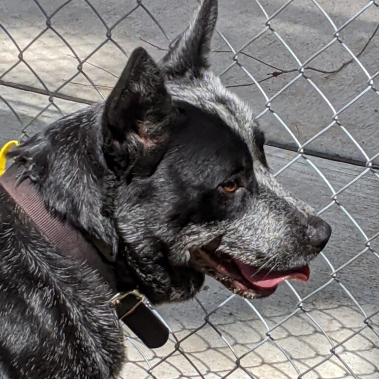 **ADOPTED** Bruh – Australian Stumpy Tail Cattle Dog – Stunning Blue Male, 3yo, Desexed, Canberra area