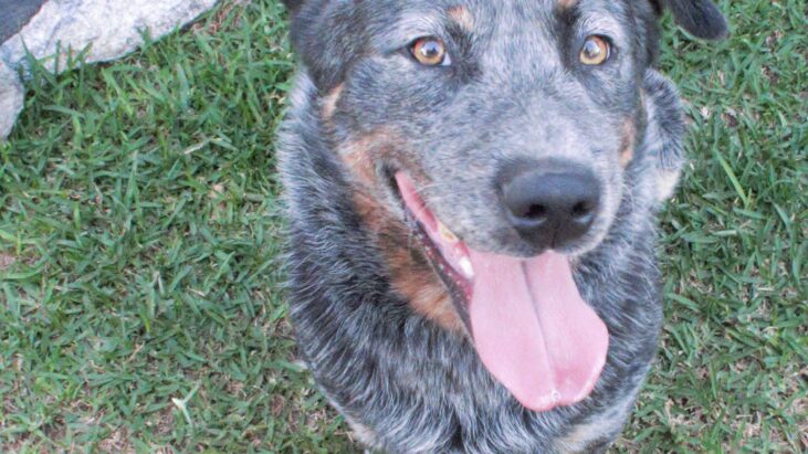 Digga, Blue Cattle Dog, Male, 2 years old, Forester, NSW