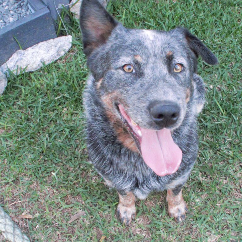 Digga, Blue Cattle Dog, Male, 2 years old, Forester, NSW