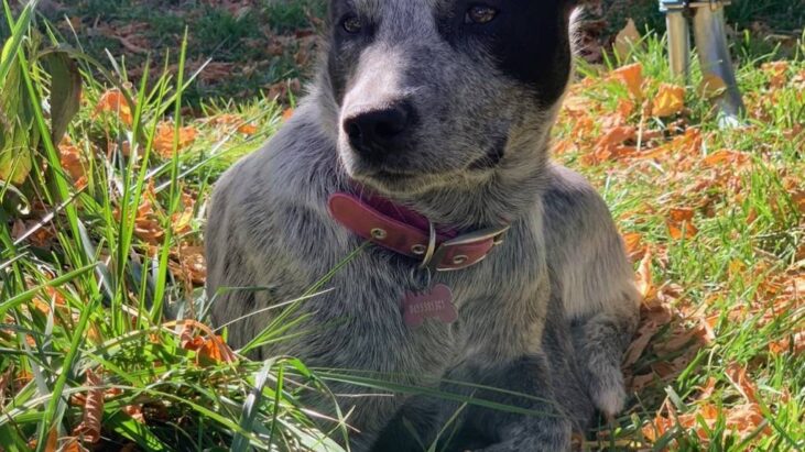 **ADOPTED**Sasha – Young Female ACD – Queanbeyan Pound, NSW (near Canberra)