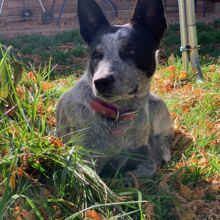 **ADOPTED**Sasha – Young Female ACD – Queanbeyan Pound, NSW (near Canberra)