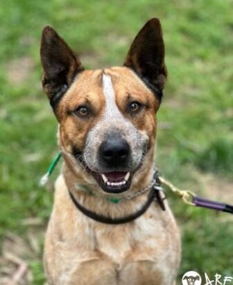 “Raphael” – Red Male ACD x – 3 years – DAS Canberra