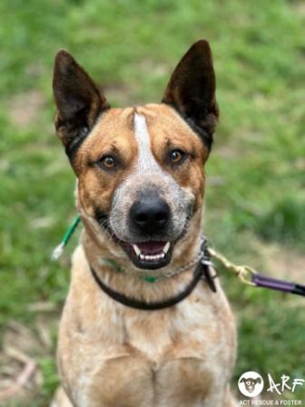 “Raphael” – Red Male ACD x – 3 years – DAS Canberra