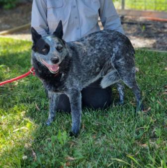 ADOPTED – “Chomper” – Male blue ACD – 8 years  Queanbeyan Pound, NSW