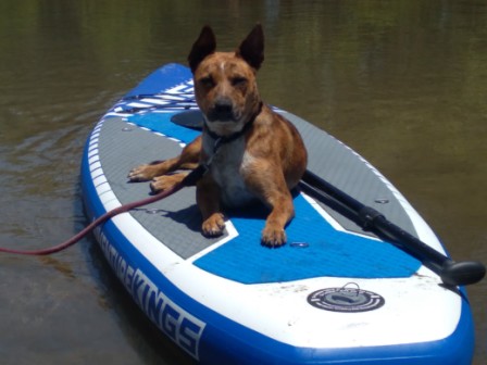 ***ADOPTED***Bindi – Red Female Cattle Dog X, 18 months, NSW