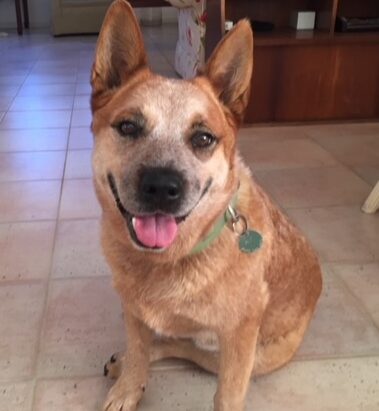 ***ADOPTED*** Dusty – Stunning Red Female Cattle Dog – 7 years – Sydney area