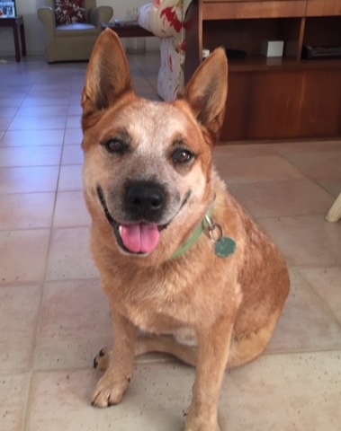 ***ADOPTED*** Dusty – Stunning Red Female Cattle Dog – 7 years – Sydney area