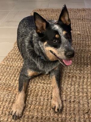 ***Adopted***Konnie, Blue Female purebred ACD – 13 months – Illawarra NSW