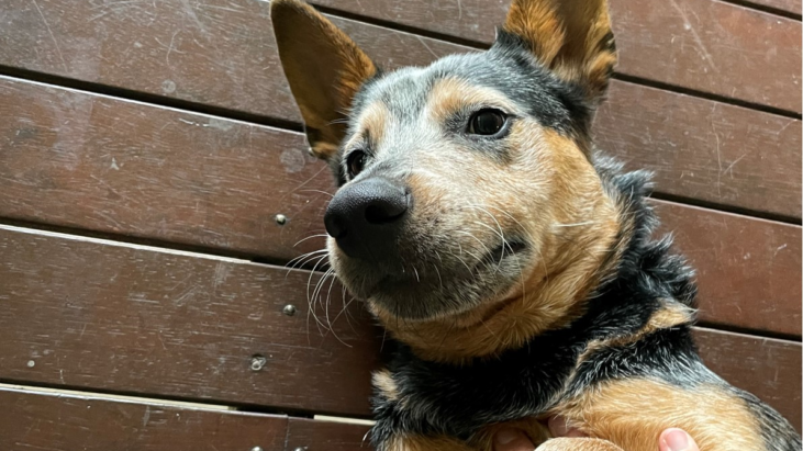 **Staying with his family!**Rusty, young Blue Cattle Dog with lovely nature – near Brisbane QLD