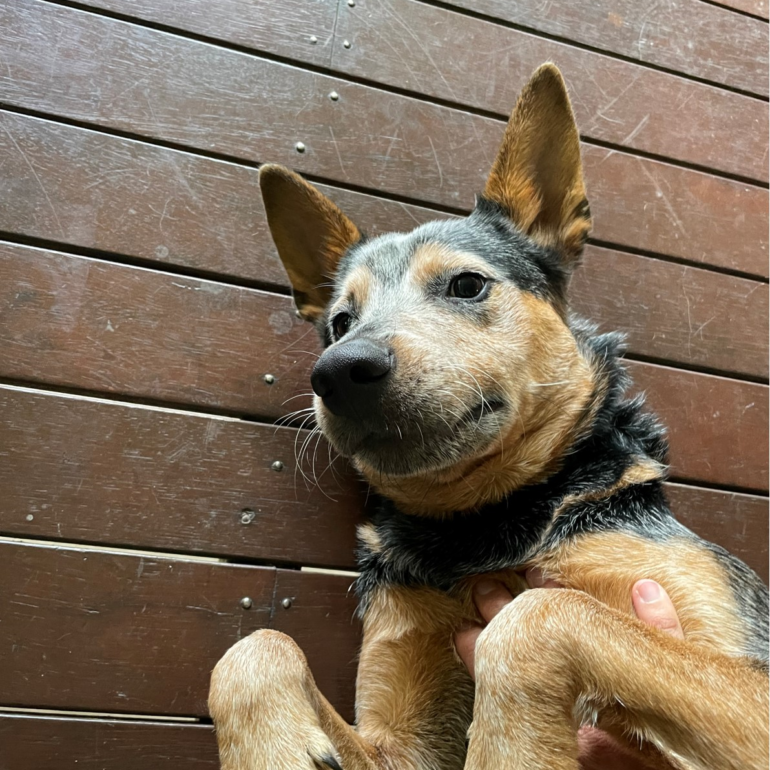 **Staying with his family!**Rusty, young Blue Cattle Dog with lovely nature – near Brisbane QLD