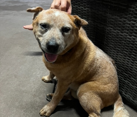 **Adopted**Rocky, 12 years old, Australian Cattle dog, Ipswich QLD