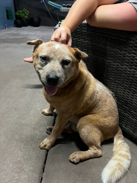 **Adopted**Rocky, 12 years old, Australian Cattle dog, Ipswich QLD