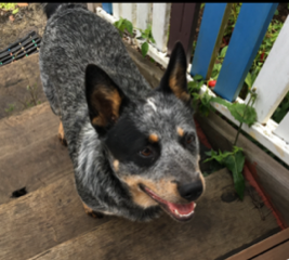 **ON TRIAL** Rocky – Male Blue ACD – 4 years old.  Northern Rivers area NSW