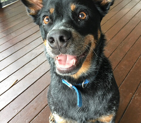 “Archie” 5yo Blue ACD – Brisbane Qld – No Longer Available