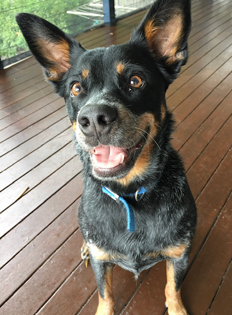 “Archie” 5yo Blue ACD – Brisbane Qld – No Longer Available