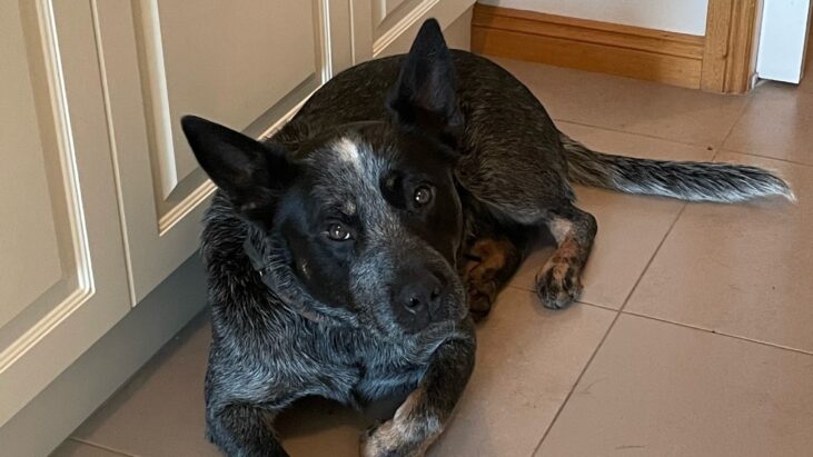 ***ADOPTED***Blue Male ACD – BANJO – 2 years – Bunyip VICTORIA