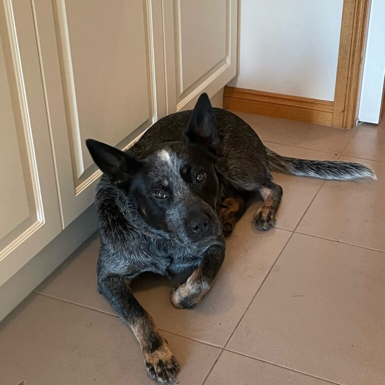 ***ADOPTED***Blue Male ACD – BANJO – 2 years – Bunyip VICTORIA