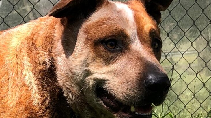 ***ADOPTED***Rusty – Male, red ACD Mix – 4 years old – DAS Canberra – seeking rescue organisation or ACD experienced handler – very limited time left.