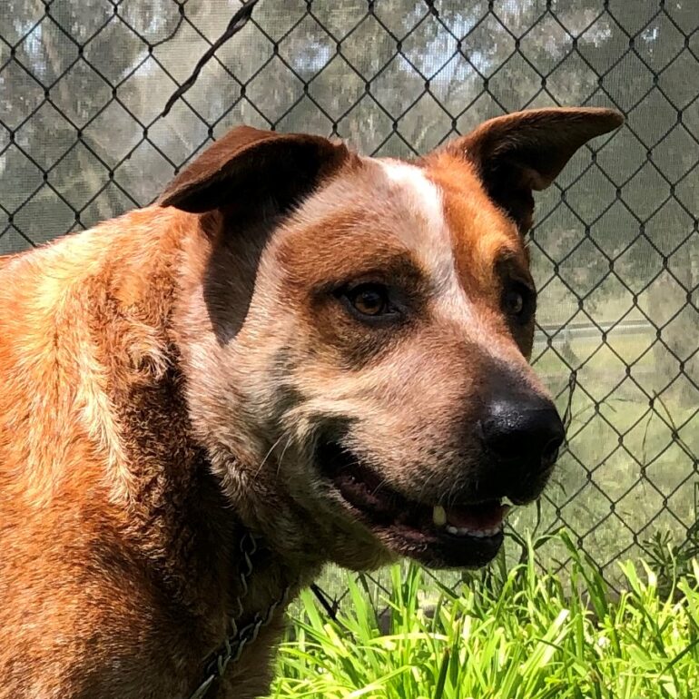 ***ADOPTED***Rusty – Male, red ACD Mix – 4 years old – DAS Canberra – seeking rescue organisation or ACD experienced handler – very limited time left.