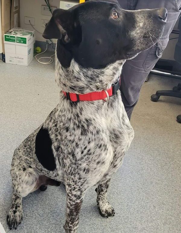 ***Safe in Foster Care – Needs rescue y 11/10/22 – Aires, Cattle Dog x Boxer, 2yo Male, Tamworth NSW