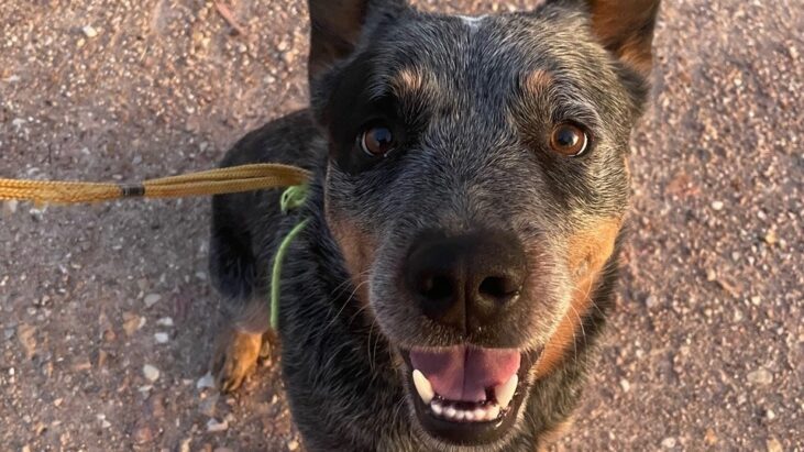 ***ADOPTED***Bandit – Handsome Young Blue Male ACD – Millmerran QLD