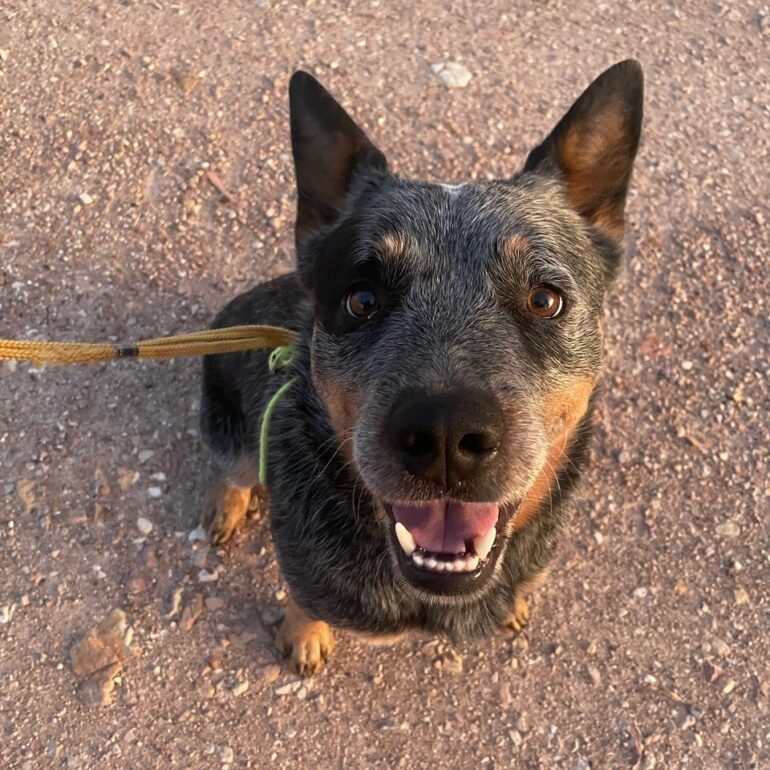 ***ADOPTED***Bandit – Handsome Young Blue Male ACD – Millmerran QLD