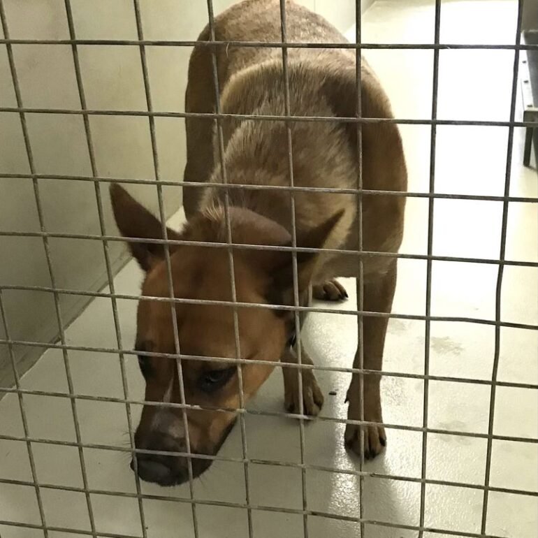 **Adopted!!! – Bella, Red Female ACD, approx 12 months old – Quirindi Pound NSW 14/10/2022