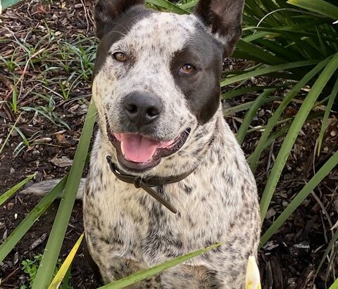 ***ADOPTED***Freddy – Cattle Dog/Staffy Mix – 2yo Male – Mulgoa – Sydney area NSW