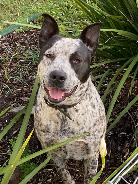 ***ADOPTED***Freddy – Cattle Dog/Staffy Mix – 2yo Male – Mulgoa – Sydney area NSW