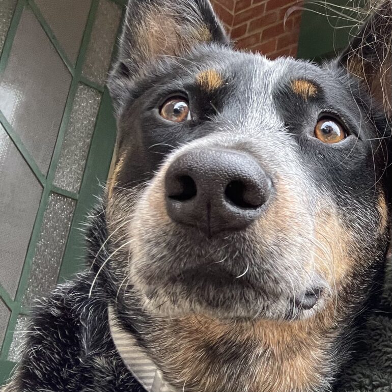 **ADOPTION PENDING Ted (Eddie) – 4 YO Male Blue ACD/ASTD mix – Burnie Tasmania (then Canberra, ACT) URGENT**