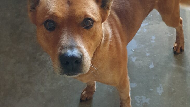 ***ADOPTED*** “Red” – Red ACD mix, 4 years old, Armidale Animal Shelter NSW