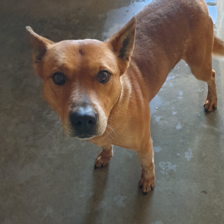 ***ADOPTED*** “Red” – Red ACD mix, 4 years old, Armidale Animal Shelter NSW