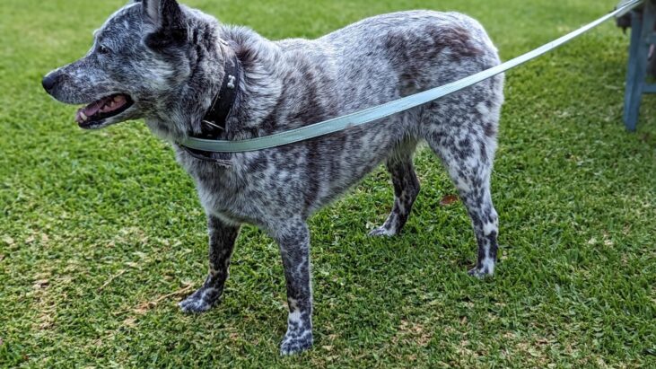 ***ADOPTED***Lady – Blue female Australian Stumpy Tail Cattle Dog – 9yo – Bundaberg QLD