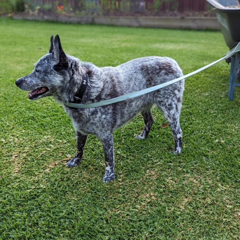 ***ADOPTED***Lady – Blue female Australian Stumpy Tail Cattle Dog – 9yo – Bundaberg QLD