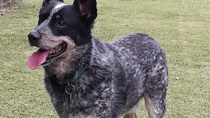 *ADOPTED* WOMBAT – Mature Male Blue Australian Stumpy Tailed Cattle Dog – Sunshine Coast – QLD