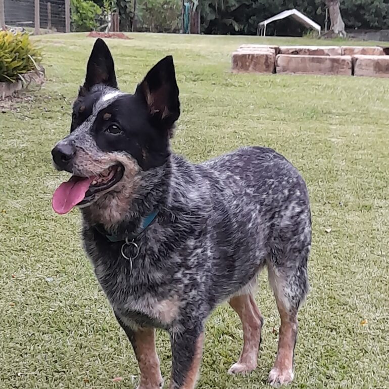 *ADOPTED* WOMBAT – Mature Male Blue Australian Stumpy Tailed Cattle Dog – Sunshine Coast – QLD