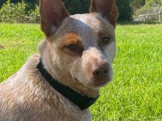 **ADOPTED** – “Rosey”, 4YO, red female ACD – PERTH WA