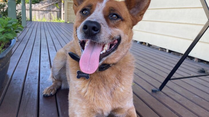 ADOPTED!!! **PICKLE **- Stunning & Smart, 2yo Red ACD, Melbourne area